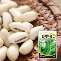 흰 백 작두콩 씨앗 씨 종자 넝쿨 텃밭채소 흰작두콩 넝쿨성 10립