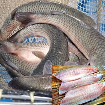 회킬러 숙성회 밀치 필렛 순살 1kg