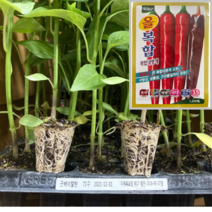 고추모종 다나시드 올복합 72구 숙기가 빠르고 재배안전성이 뛰어난 복합내병계 품종