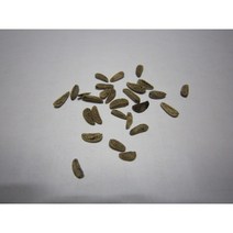 오갈피나무씨앗25g(1500립)