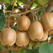 고씨네 특급 골드키위 2kg 레드키위 제주키위 참다래 키위