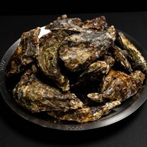 일반굴보다 3배이상 큰 삼배체굴 국내산, 10kg, 1개