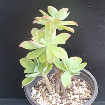 꽃다리 박화장 15 다육식물 다육이 아이만배송