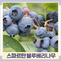 블루베리나무 묘목 스파르탄 삽목2년생 5치포트묘 2개
