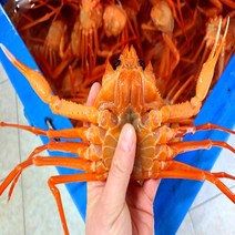 [빠른 배송] 독한할인!! 가성비홍게 6kg (17~20미) 실속형홍게 프리미엄홍게 (빠른배송), 홍게다리 150개