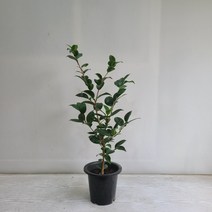 온누리농원 동백나무 공기정화식물 반려식물