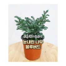 트리바이제이 블루버드 그늘에서잘자라는식물 실내공기정화식물 반려식물 거실화초, 대형 블루버드(분갈이 포트)