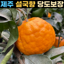 제주 설국향 수라향 신비향 아스미 아스키 고당도 실속형 3kg 5kg 10kg, 설국향=수라향=신비향=아스미=아스키 5kg