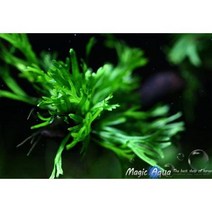 매직아쿠아 미크로소리움 웬디롭 (1포트)