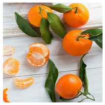 제주 레드향 선물용 3kg 5kg 선물세트, 제주 레드향 선물용 3kg 5kg 선_5kg 특대과 (