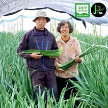 무농약 식용 생 잎 알로에 베라 거제피네농장 2kg 3kg 5kg 10kg 면역력 먹는 생알로에, 1개