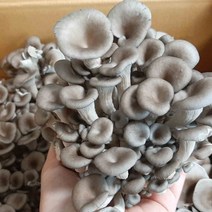 국내산 버섯 가정용 식자재용 느타리버섯 2kg