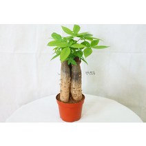 1~3촉 파키라 실내공기정화식물 키우기쉬운 플랜테리어, 1개