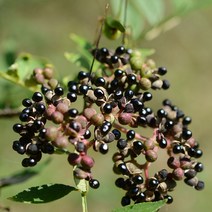 리서스원예 산초나무 산초묘목 민산초 묘목 접목3년 결실주, 산초 결실주