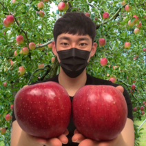 보조개 아리수 홍로 청송 감홍 부사 안동 못난이 사과 특대과 5kg 선물용 제사 제수용