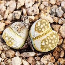 귀여운 할리 리톱스 탈피 다육 식물 예쁜 다육이 랜덤125-4, 단품