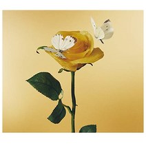 아이묭 정규 3집 맛있는파스타가있다길래 CD 초반한정판 일본 음반 앨범