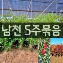 [모든원예조경] 남천묘목 5주묶음 (1m전후) 남천나무 아파트조경 노지월동 정원가꾸기 관상수 울타리 가성비갑 베란다화분