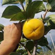 자연의 뜰 김종옥님 감 태추단감 구례단감 배단감, 1box, 4kg (11-13과내)