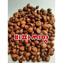 완도산 비파씨앗 500G