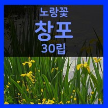 꽃씨몰 꽃씨 봄 파종 여름꽃씨 가을 노지월동 다년생 야생화 양귀비 종자 꽃씨앗, 223.노랑꽃창포 30립(다년생)