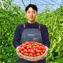 [청년진또배기] 스테비아 달콤아삭 대추 방울토마토, 500g x 1팩