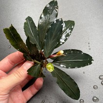 [레어종] 부세파란드라 펄그레이 1촉 - 회색톤을 띄며 잎맥과 펄이 있는!