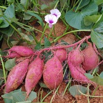 해남 달망 밤고구마, 특상, 3kg