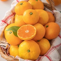 제주감귤농장 2.5kg 5kg 금귤 하우스귤, 로얄대과 10KG