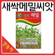 새싹메밀씨앗-새싹씨앗 어린잎채소 메밀 새싹재배기, 필수선택:모듬새싹