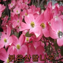 붉은 산딸나무 접목1년생특묘 /나무 묘목 꽃나무