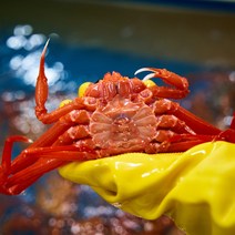 [구룡포 오늘수산] 연지 홍게 3kg 당일조업 당일자숙 항에서 바로 쪄서 보내는, 가성비-연지홍게3kg(8~12마리) 수율 4~50%