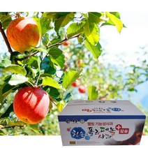 [GAP인증]청송 폴리페놀 사과선물세트_부사 8kg 42-56과, 단품