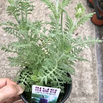 그린플랜트 공기정화식물 피나타라벤다 1+1