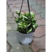 실내공기정화식물 꼬불이호야 호야콤팩타 콤펙타 35-55cm 99