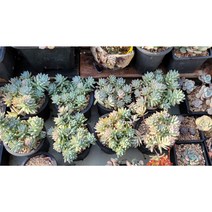 보금이다육 수빙(랜덤배송) - 32