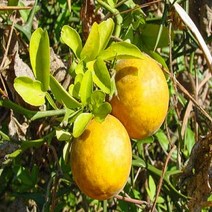 묘목/탱자나무/실생2년 뿌리묘(10주묶음) AB389, 주