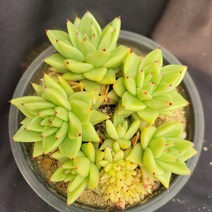[메카다육]16-0419 마리아군생철화 (다육철화) 화분포함 다육식물