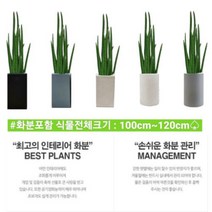 없음 [반값화분] MAIN-대형스투키A ROOT120(사업번창기원) 직접배송 축하화분 개업화분 거실화분 카페화분 인테리어화분 아레카야자 극락조 알로카시아 파키라 고무나무, 원통그레이