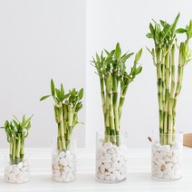 피플랜트 행운을 불러오는 개운죽 10P 수경재배 수중 수생 식물 키우기 10CM, 10CM 개운죽 10개