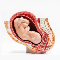 고등학교 생물 과학 보건 교보재 태아 모형 모형재료