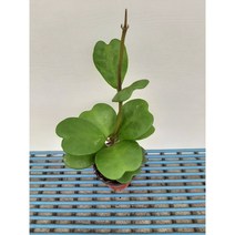 [박씨농원] 청하트호야, 1개