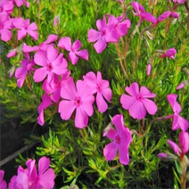 나무마켓 꽃잔디 모종 5개 묶음, 홍설 5본