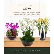 서양란 개업 승진 축하화분 인테리어화분 동양난, 서양란 - 흰호접란(기본형), 지방 구 단위 지역(배송비 1만원 추가)