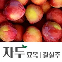 [경민농원]자두나무결실주(대왕 추희 대석 바이오체리), 바이오체리, 1개
