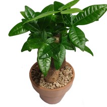 트리앤 파키라3촉 / 토분파키라 화분파키라 공기정화식물 불면증식물 미세먼지제거식물, 04. 토분파키라 1개, 1개