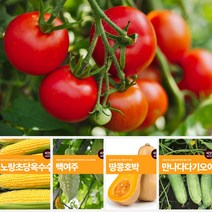 열매 채소 씨앗 모음 마이플랜트 강낭콩 와송 오이 호박 여주 고추 종자 베란다텃밭, 토이방울토마토