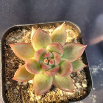 [메카다육]21-1020 메리나(에케베리아) 화분포함 다육식물 선인장 다육금 다육철화 두들레야 아프리카식물 코노피튬 하월시아 수입다육이 국민이