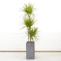 화수분 드라세나 콤팩타 대형 고급 실내인테리어화분 카페화분, 황금 마지나타, 1개