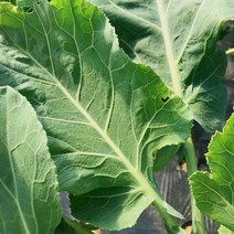 국내산 케일 주스용 녹즙용 1.5kg, 750g x 6봉